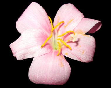 Nature leaves petals photo