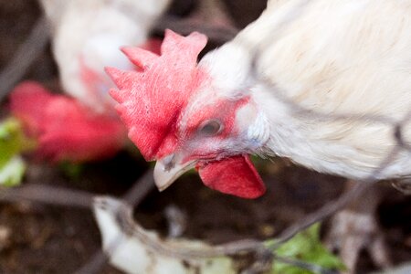 Animals animal chickens