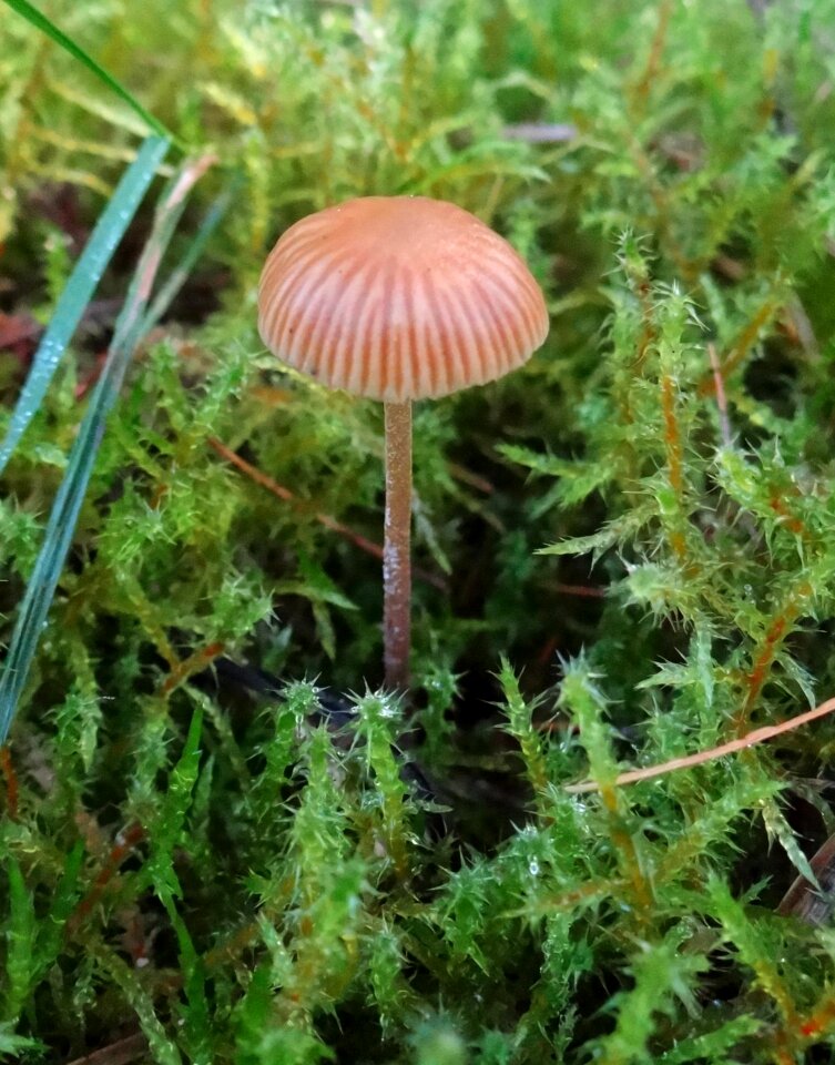 Moss wet meadow europe