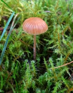 Moss wet meadow europe