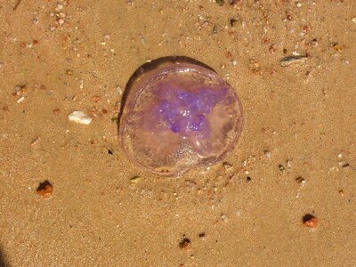 Beach purple egypt photo