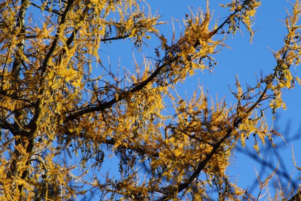Yellow sky blue