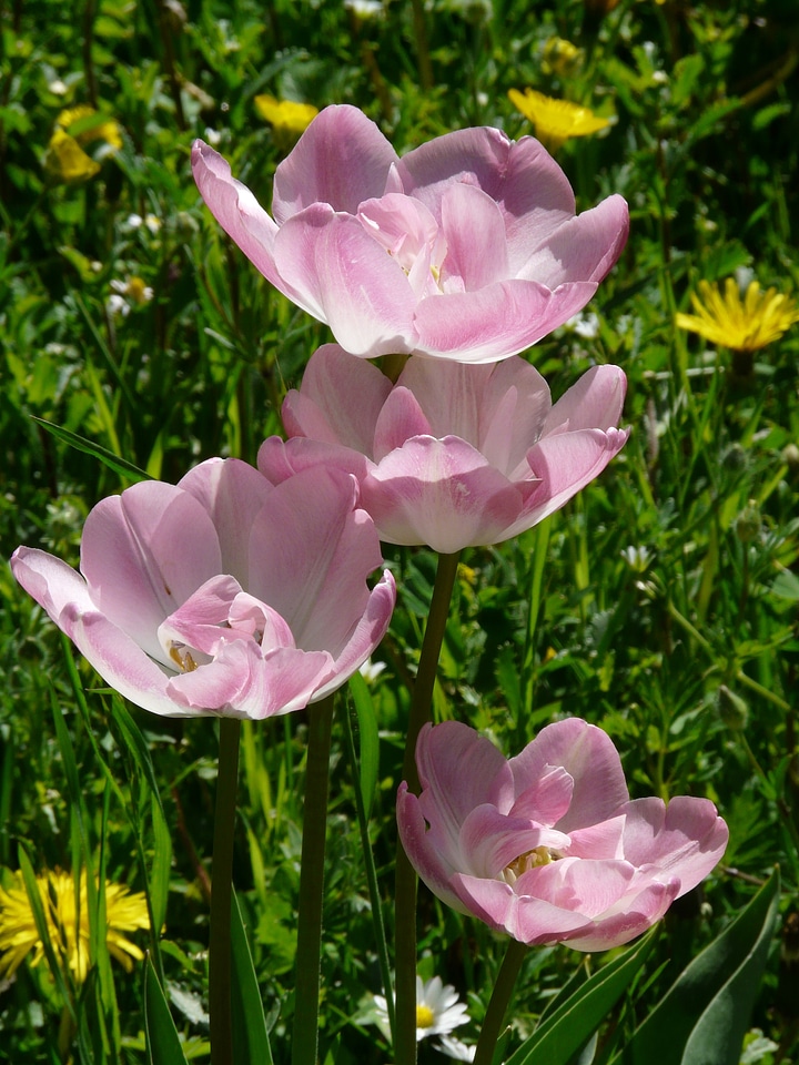 Light pink backlighting beautiful