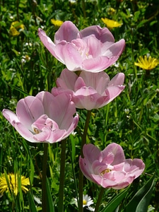 Light pink backlighting beautiful