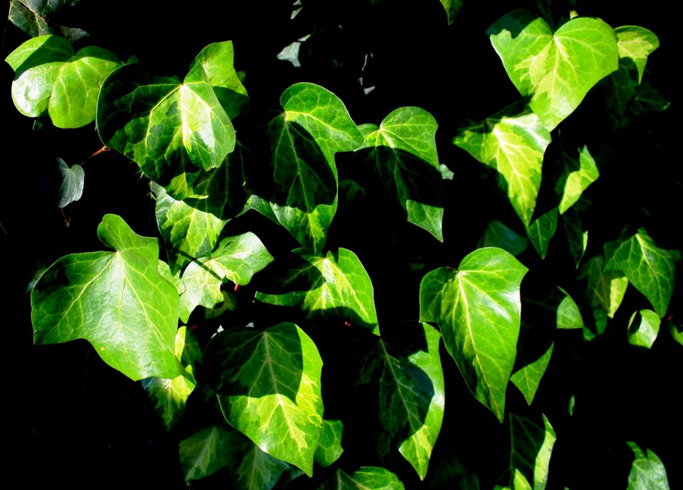 Veined blanched sunlight
