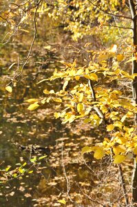 Branches nature autumn foliage