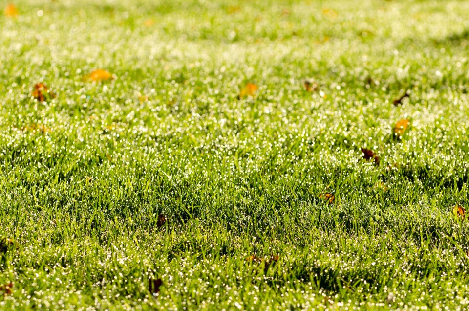 Drops sun sunshine