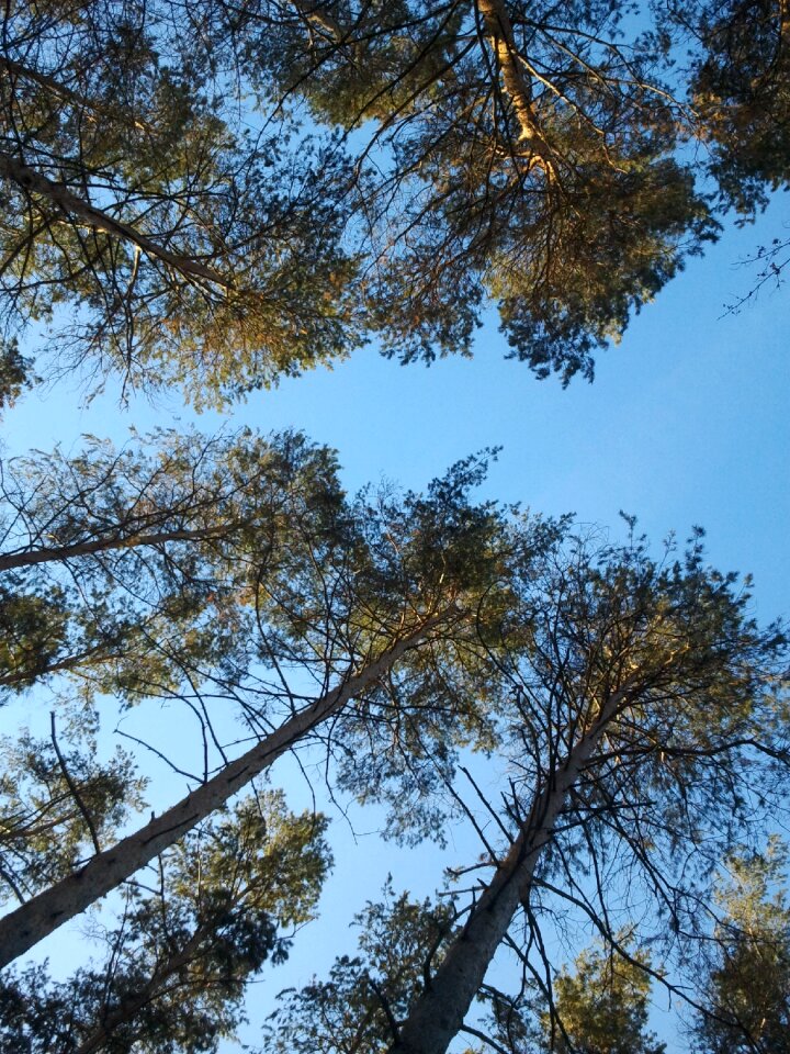Pine from the bottom sky