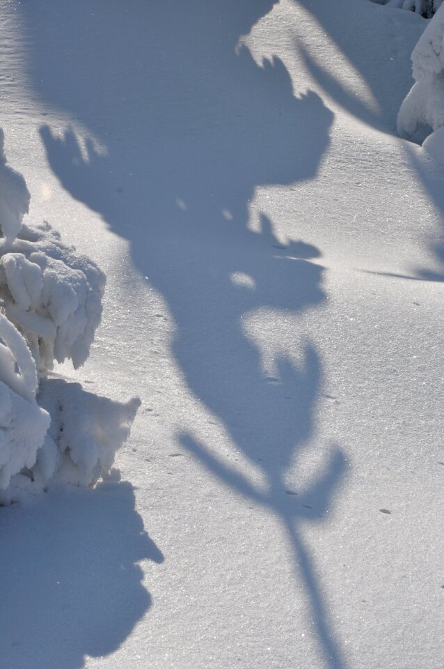 White shadow spruce