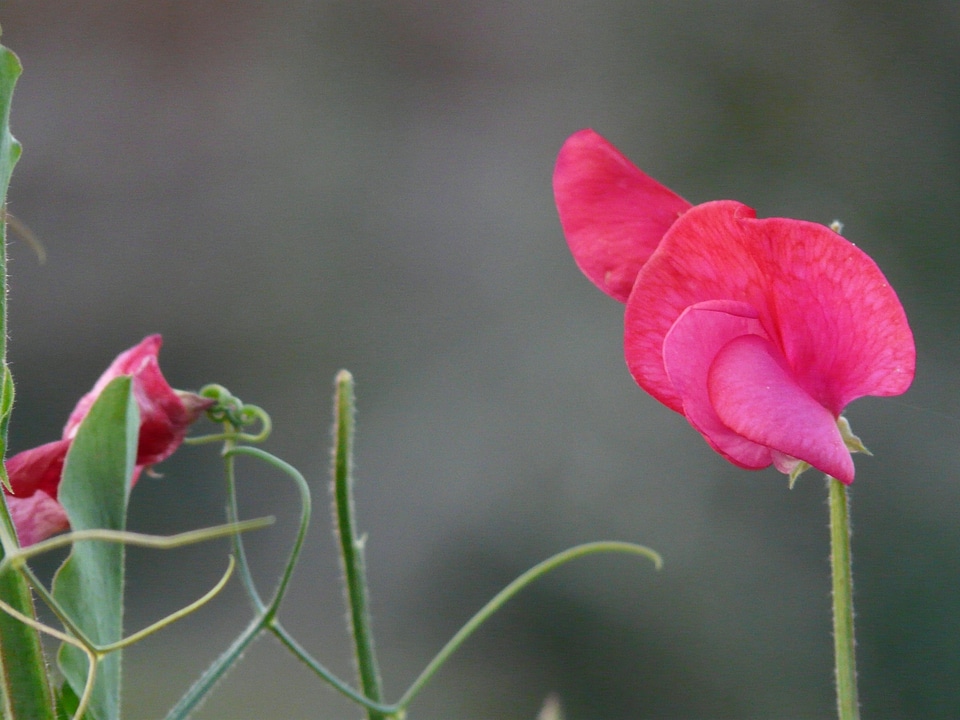 Faboideae legume red