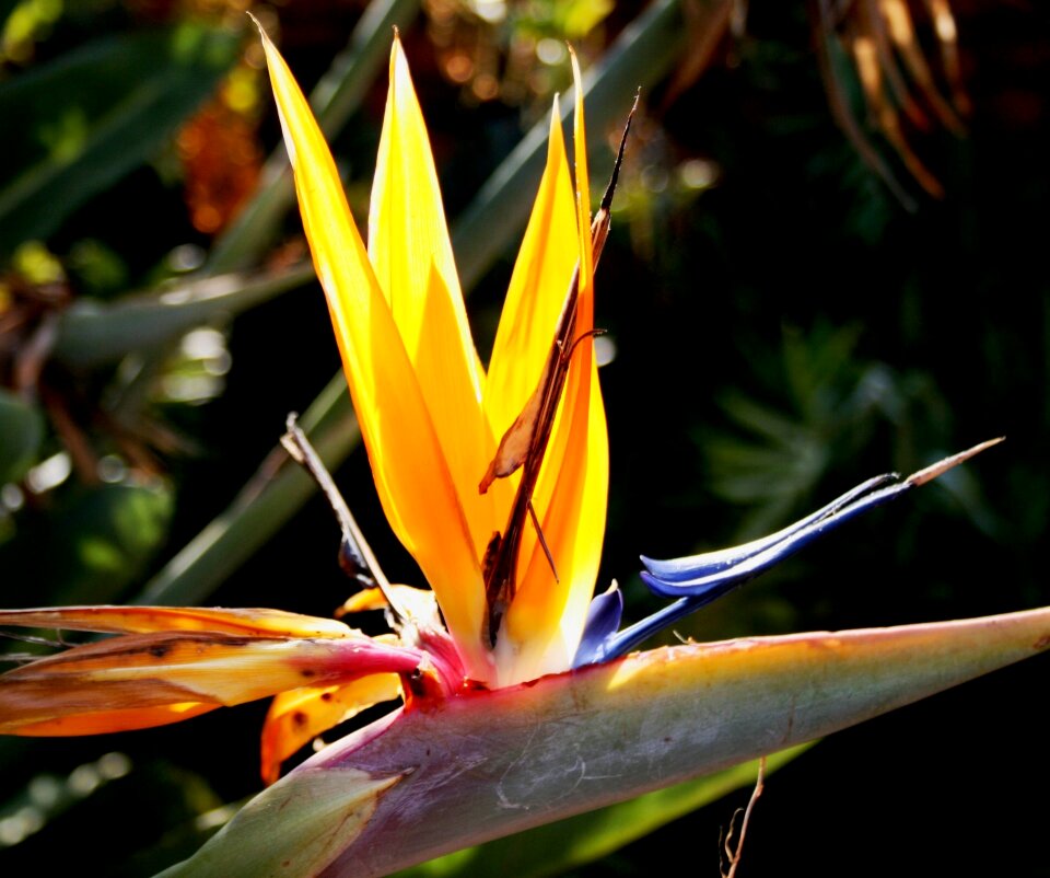Blue white bird paradise