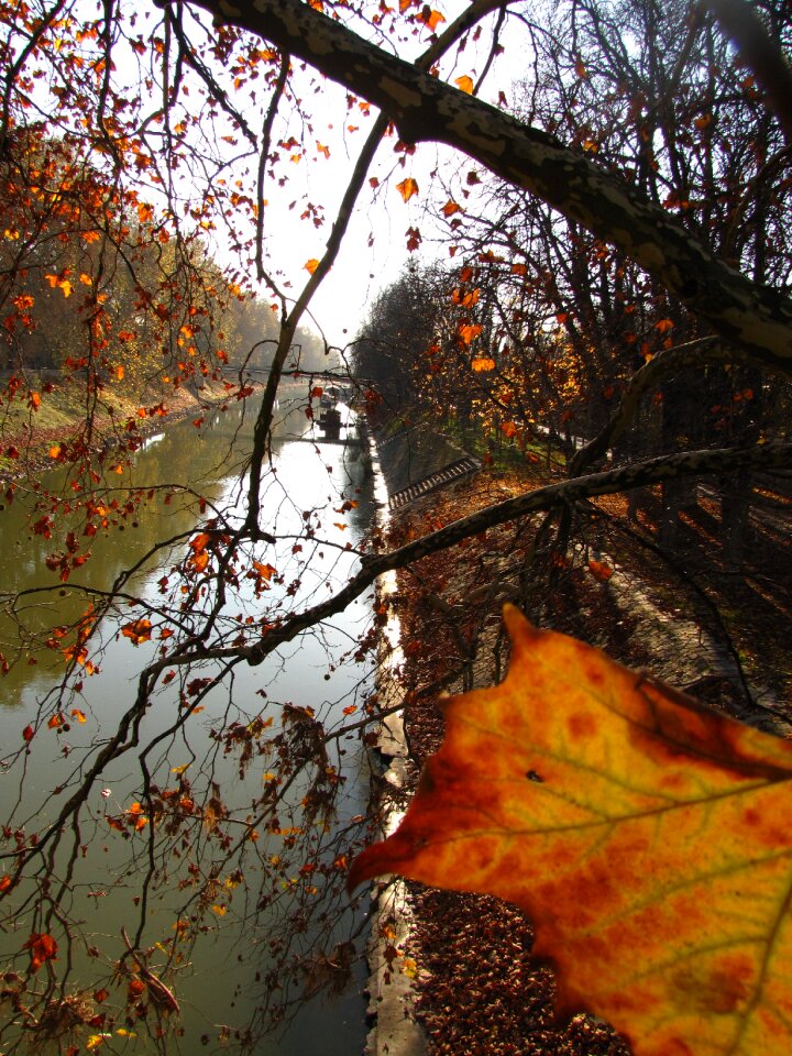 Wood bough foliage photo