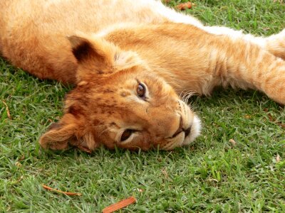 Cub lion relaxed relaxed photo