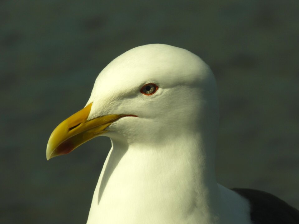 Bird feather bill
