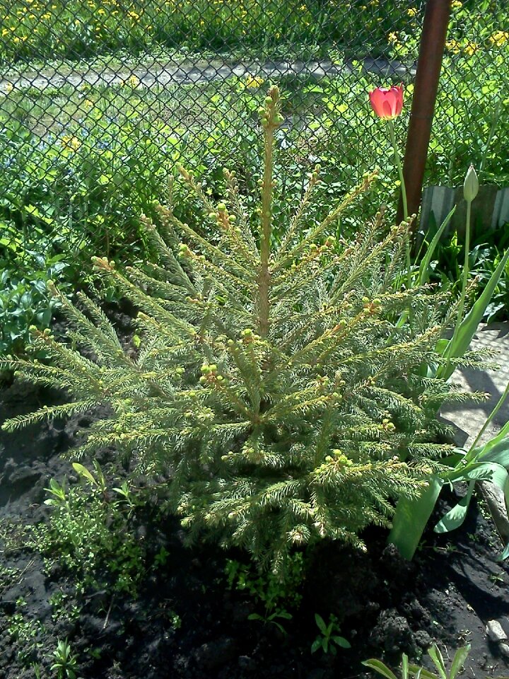 Christmas tree tree small