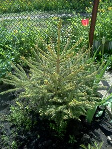 Christmas tree tree small