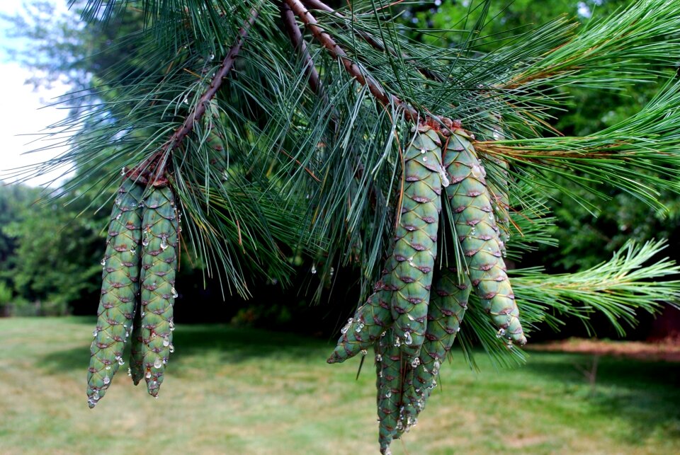 Pine tree tree evergreen
