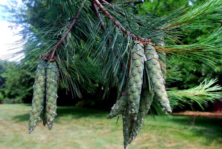 Pine tree tree evergreen