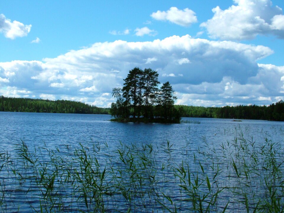 Trees finnish reeds
