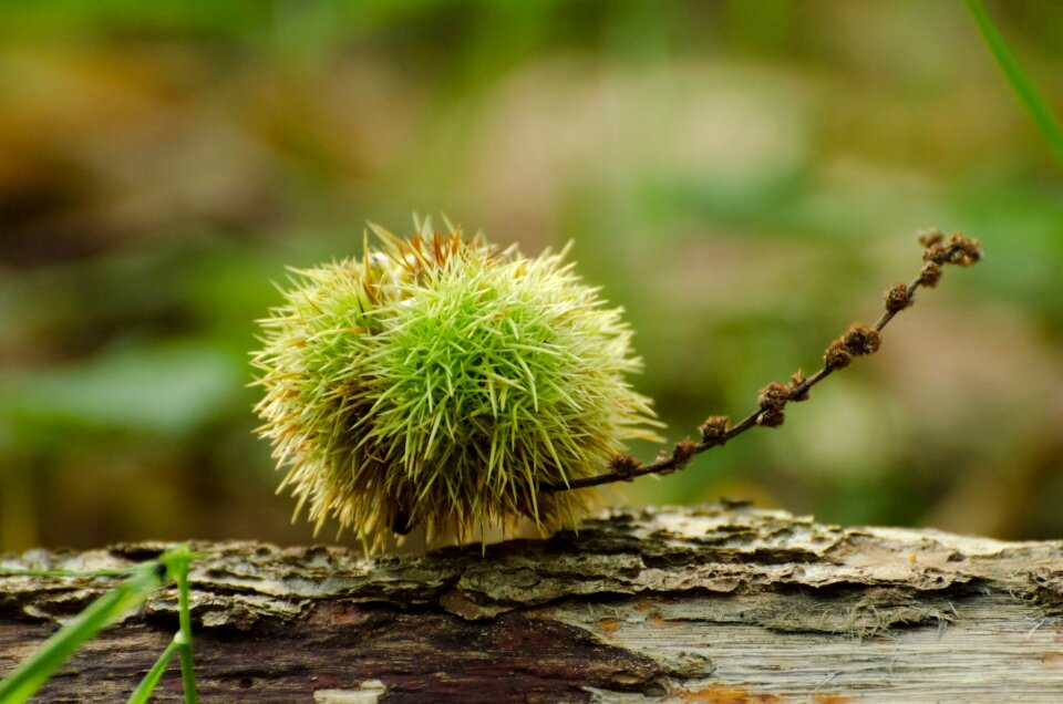 Brown castanea chestnuts