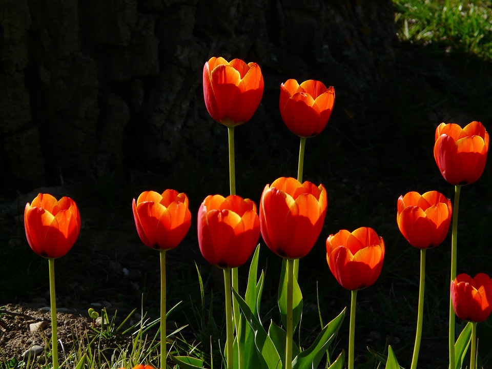 Beautiful tulpenbluete flowers