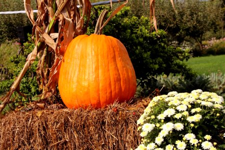 Autumn fall hay bale