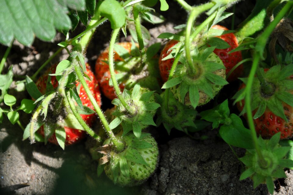 Garden delicious food