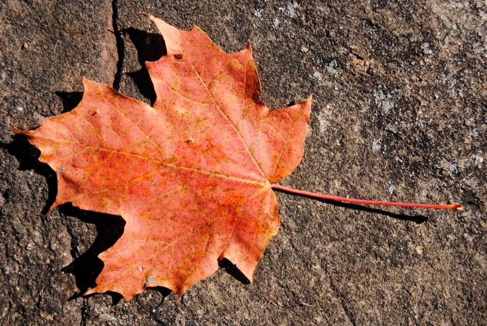 Autumn season nature