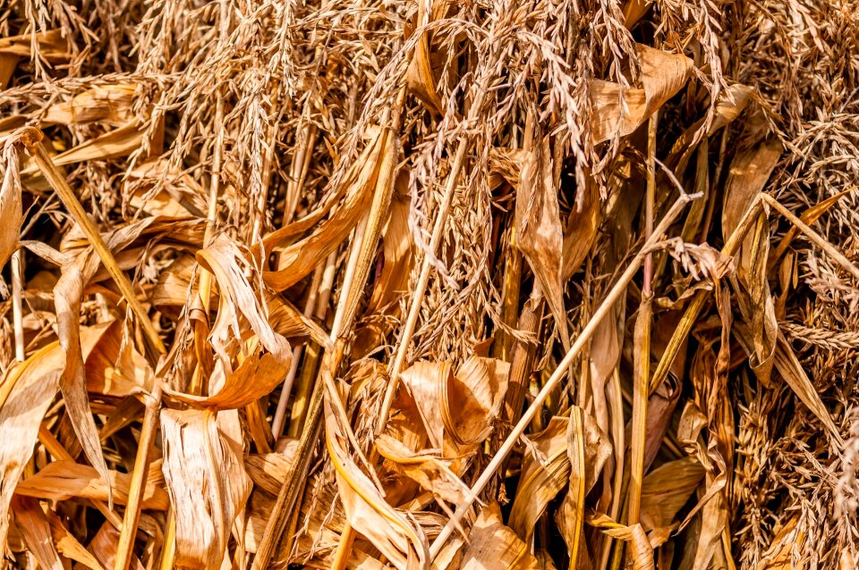 Close-up corn cornfield