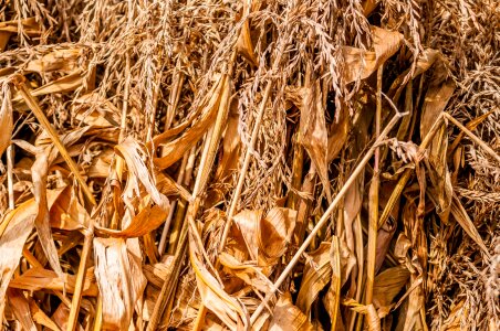 Close-up corn cornfield photo