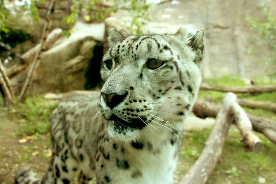 Big cat big cat portrait leopard portrait photo