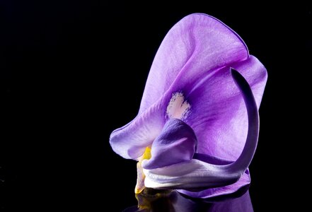 Wild flower violet purple photo