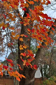 Maple orange leaves photo