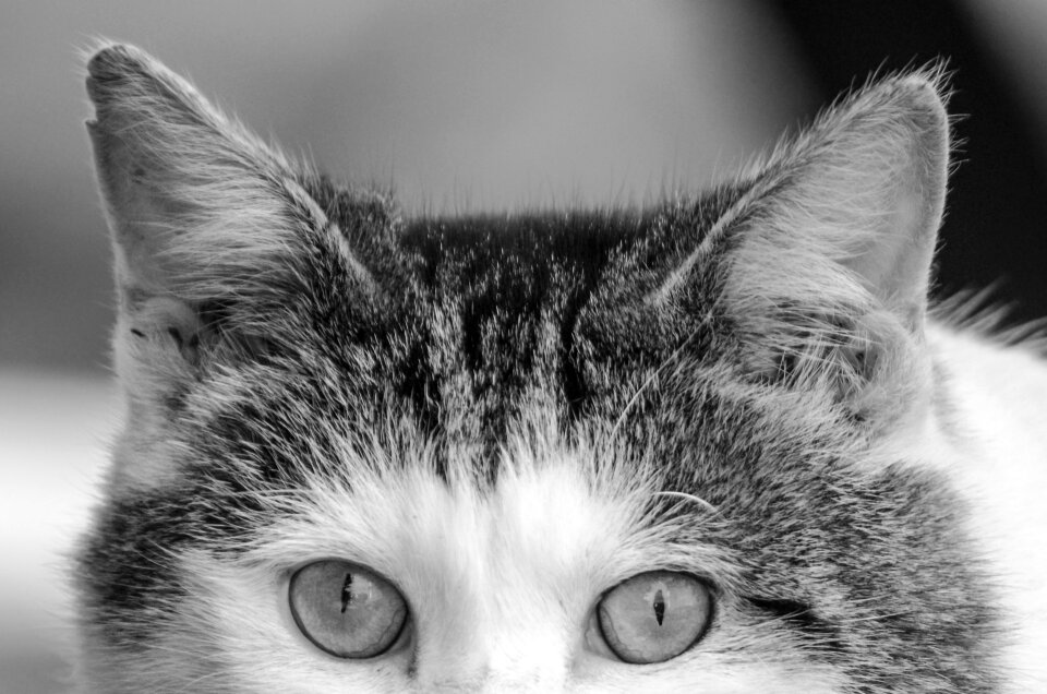 Beautiful shadow cat