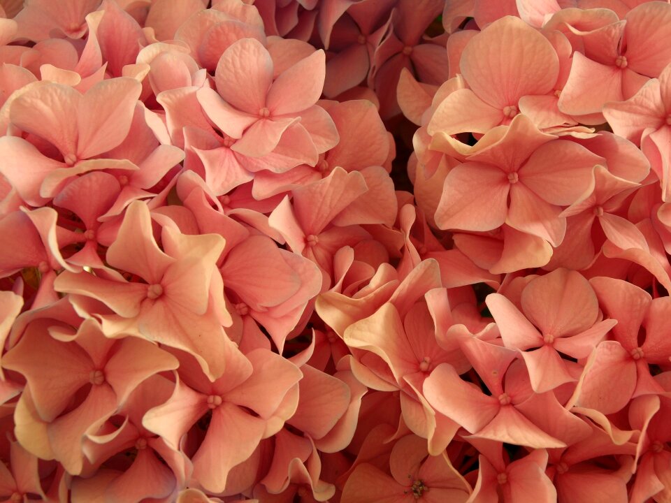 Plant shrub colorful