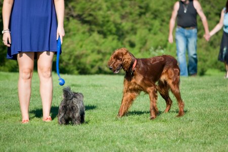 Woman man irish setter