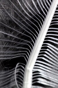 Nature feather structure