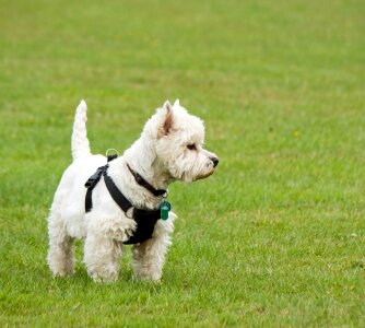 West highland white terrier terrier white