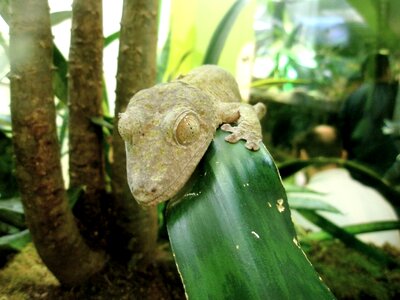 Creature head zoo