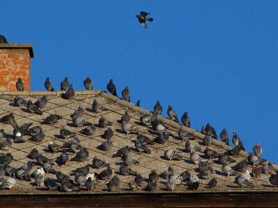 Rooftop pigeon bird