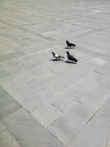 Three beautiful pigeon