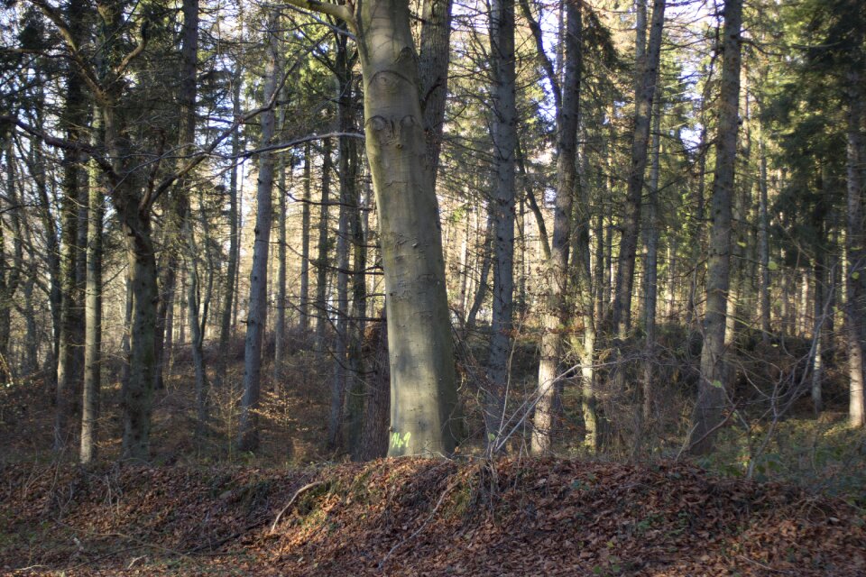 Trees book october