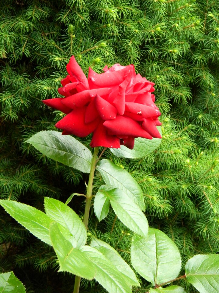 Red flower flower plant