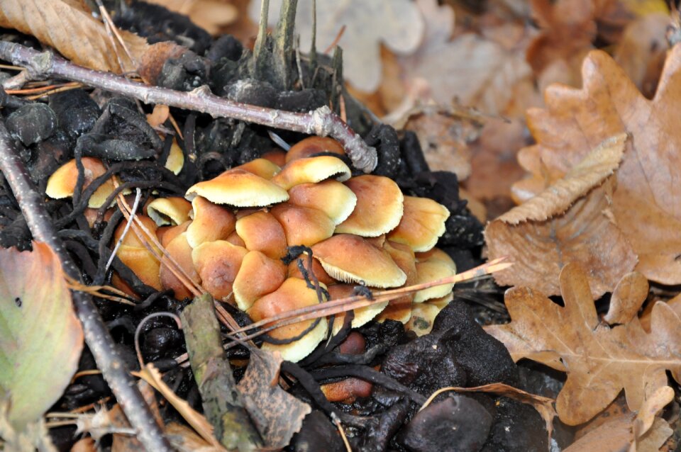 Forest litter nature