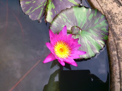 Purple flower flower beautiful