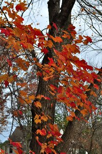 Leaves colorful fall colors