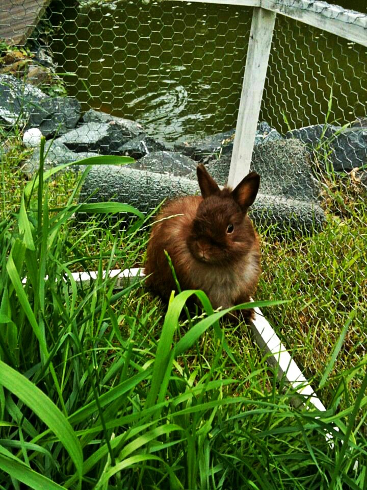 Animal brown garden