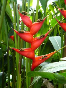 Plant winter garden new zealand