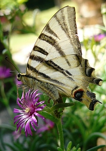 Summer wing wildlife