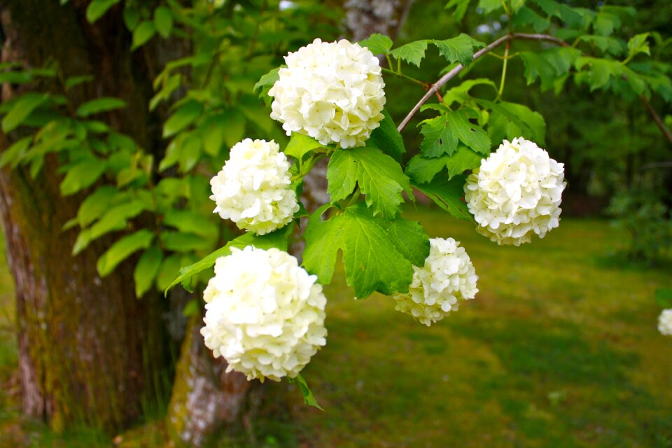 Flowers ornamental shrubs large flowers